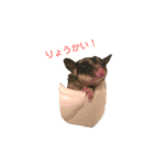 フクロモモンガのももくんとちびちゃん（個別スタンプ：3）