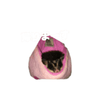 フクロモモンガのももくんとちびちゃん（個別スタンプ：4）