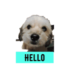 My dogs！Sky（個別スタンプ：1）