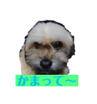 My dogs！Sky（個別スタンプ：3）