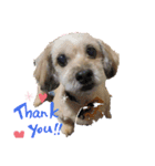 My dogs！Sky（個別スタンプ：4）