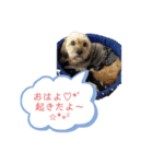 My dogs！Sky（個別スタンプ：5）