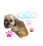 My dogs！Sky（個別スタンプ：6）