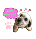 My dogs！Sky（個別スタンプ：8）