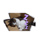 箱入りラテくん（個別スタンプ：1）