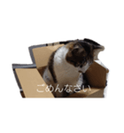 箱入りラテくん（個別スタンプ：4）