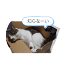 箱入りラテくん（個別スタンプ：5）