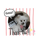我が家の愛犬スタンプ1（個別スタンプ：1）