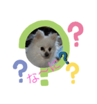 我が家の愛犬スタンプ1（個別スタンプ：3）
