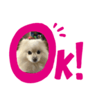 我が家の愛犬スタンプ1（個別スタンプ：6）