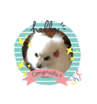 我が家の愛犬スタンプ1（個別スタンプ：8）