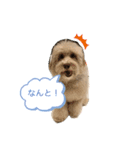 イルちゃんの毎日ごろごろスタンプ（個別スタンプ：1）