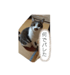 ラテくんの1日（個別スタンプ：1）