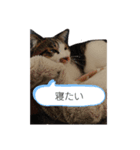 ラテくんの1日（個別スタンプ：2）