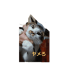 ラテくんの1日（個別スタンプ：4）
