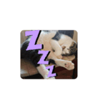 ラテくんの1日（個別スタンプ：6）