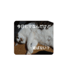 ラテくんの1日（個別スタンプ：7）