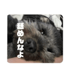 ぷーの日常スタンプ（個別スタンプ：1）