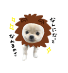 ポメペキのポム（個別スタンプ：7）