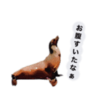 こんぶと仲間のハッピーライフ（個別スタンプ：6）
