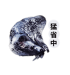 こんぶと仲間のハッピーライフ（個別スタンプ：7）