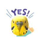インコとうさぎと猫とはちみつ（個別スタンプ：1）