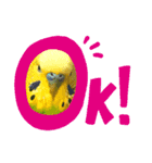 インコとうさぎと猫とはちみつ（個別スタンプ：5）