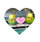 インコとうさぎと猫とはちみつ（個別スタンプ：6）