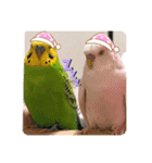 インコとうさぎと猫とはちみつ（個別スタンプ：7）