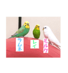 インコとうさぎと猫とはちみつ（個別スタンプ：8）