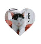 猫のピョルさん〜日常会話〜（個別スタンプ：1）