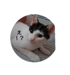 猫のピョルさん〜日常会話〜（個別スタンプ：2）