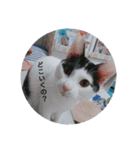 猫のピョルさん〜日常会話〜（個別スタンプ：3）