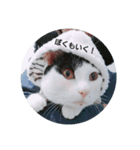 猫のピョルさん〜日常会話〜（個別スタンプ：4）