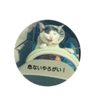 猫のピョルさん〜日常会話〜（個別スタンプ：5）