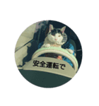 猫のピョルさん〜日常会話〜（個別スタンプ：6）