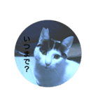 猫のピョルさん〜日常会話〜（個別スタンプ：7）