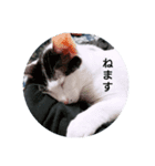 猫のピョルさん〜日常会話〜（個別スタンプ：8）