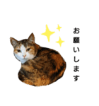 みーさん48（個別スタンプ：1）
