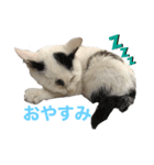 白とちょっと黒の妖精ミルキーちゃん（個別スタンプ：1）