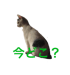 白とちょっと黒の妖精ミルキーちゃん（個別スタンプ：3）