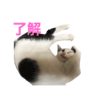 白とちょっと黒の妖精ミルキーちゃん（個別スタンプ：4）