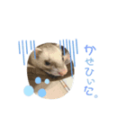 わがやのかわいいふぇれっと（個別スタンプ：2）