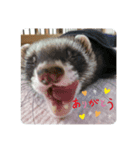 わがやのかわいいふぇれっと（個別スタンプ：5）