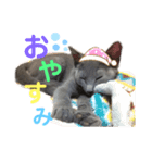 我が家のトトvol.01（個別スタンプ：7）