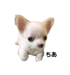 愛犬ちあ（個別スタンプ：1）