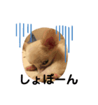 愛犬ちあ（個別スタンプ：2）