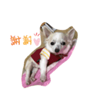 愛犬ちあ（個別スタンプ：4）