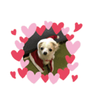 愛犬ちあ（個別スタンプ：5）