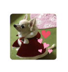 愛犬ちあ（個別スタンプ：6）